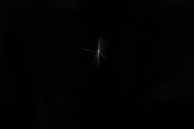 Dandelion seed by Henry Oude Egberink