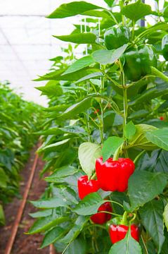 Red paprika growing on paprika plants in a greenhouse
