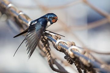 Birds | Barn Swallow in the Harbour of Enkhuizen  by Servan Ott