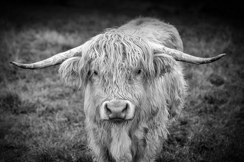 Version en noir et blanc du Scottish Highlander par Peter Bolman