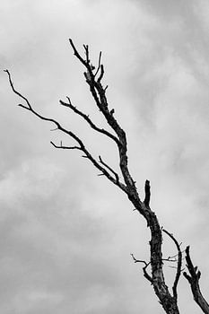  Je ne partirai pas sans me battre