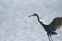 Red-necked heron (Egretta rufescens) with open wings at Bullenbaai in Curaçao.