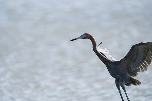Roodhalsreiger (Egretta rufescens) met open vleugels bij Bullenbaai op Curaçao.