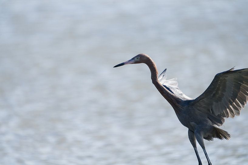 Red-necked heron (Egretta rufescens) with open wings at Bullenbaai in Curaçao. by Angelique Cathalina