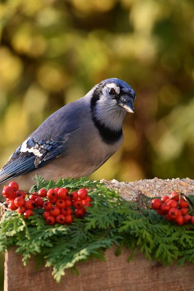 A blue jay at the garden feeder by Claude Laprise
