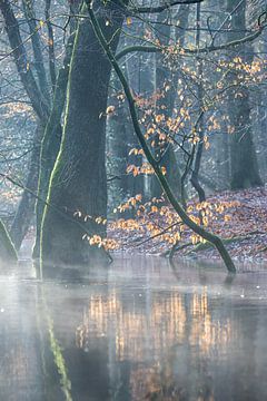 Herbstzweig im Morgentau von Peter Haastrecht, van