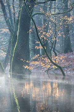 Branche d'automne dans la rosée du matin sur Peter Haastrecht, van