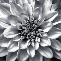 Dahlia