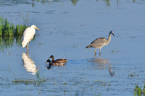 Blauwe reiger en kleine zilverreiger