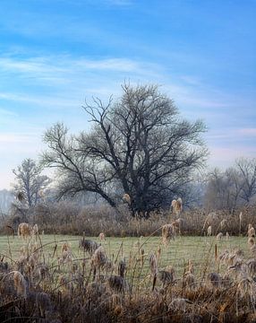 Winterlandschap met een vrijstaande boom van ManfredFotos