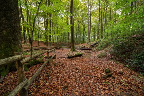 Im Wald in Brakel während der Herbstzeit.