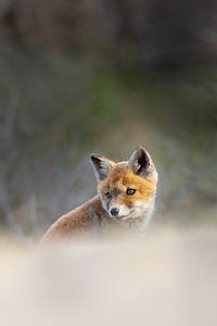 jeune renard