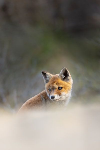 jeune renard par Pim Leijen