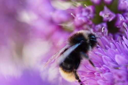 Bee on a purple flower