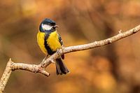 Great Tit in autumn