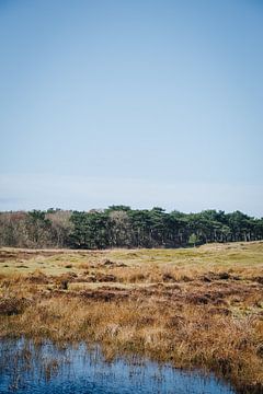 Het Texelse waddenlandschap met moeras, wei en dennenbomen | Nederlandse natuurfotografie