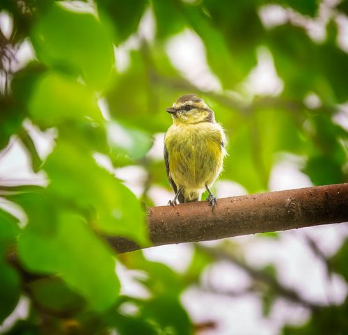 Jeune mésange bleue sur une branche