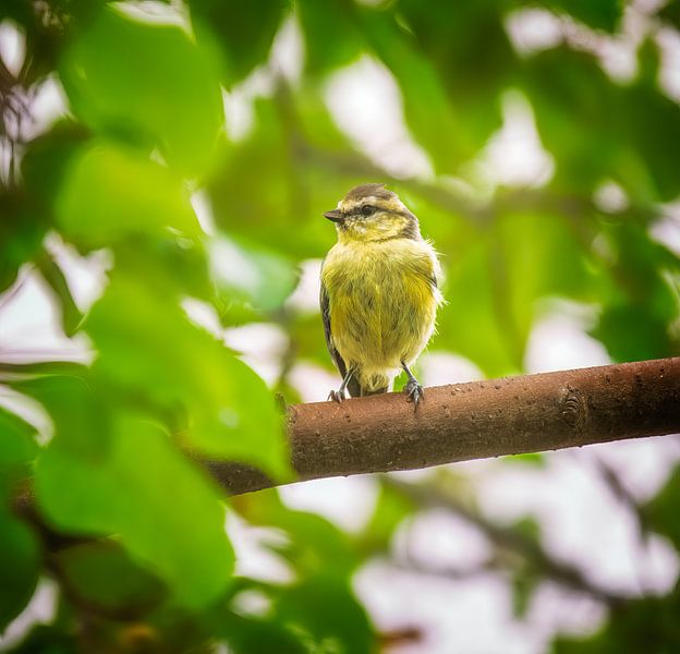 Jeune mésange bleue sur une branche par ManfredFotos
