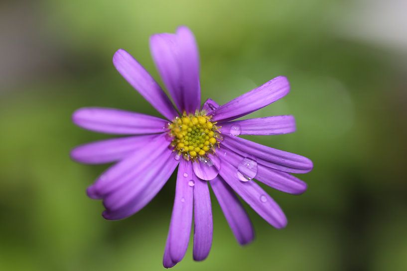 raindrops on flower by Harry de Visser