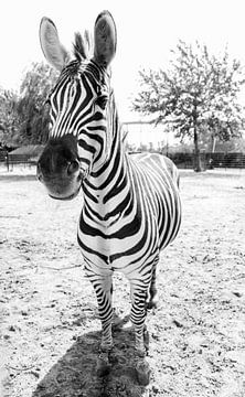 Zebra van C Dekker