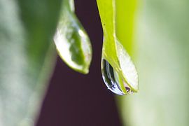 Druppel by Kaatje Fotografie