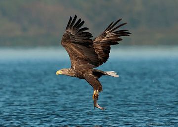 Bald eagle with catch by Robert van Brug