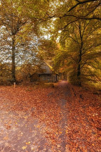 Autumnmood | De Bronnen | Ootmarsum