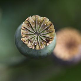 Zaaddoos papaver van Marianne Evers