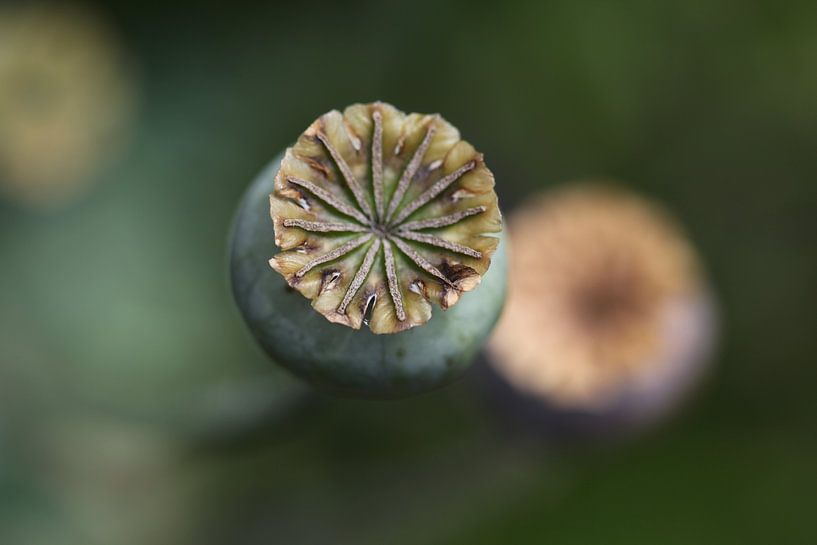 Zaaddoos papaver van Marianne Evers