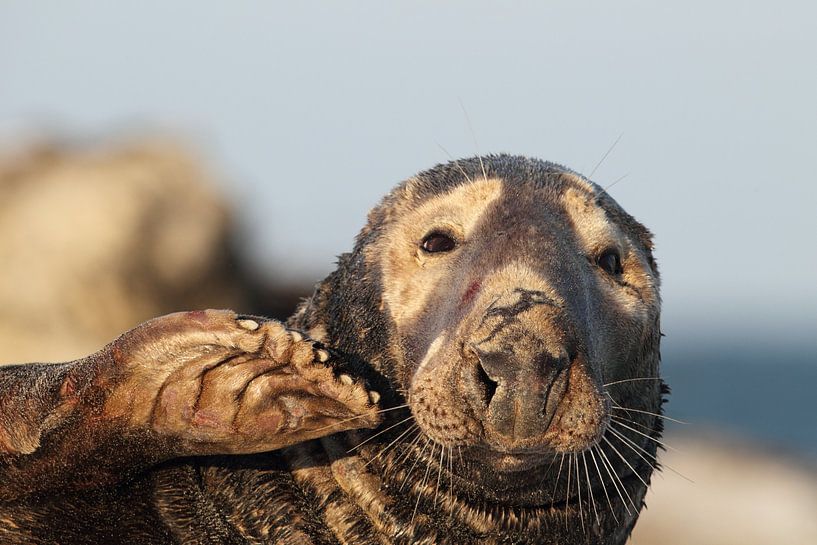 Grey Seal Bull Helgoland Island Germany by Frank Fichtmüller