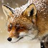 Fuchs im Schnee von Menno Schaefer