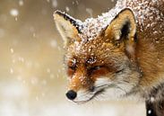 Fuchs im Schnee von Menno Schaefer Miniaturansicht