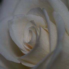 Weiße Rose von Christel Zûm Grotenhoff