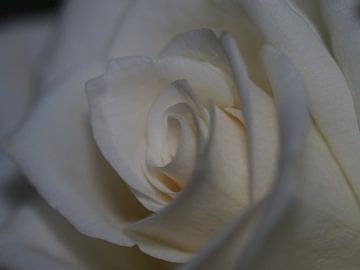Witte roos van Christel Zûm Grotenhoff