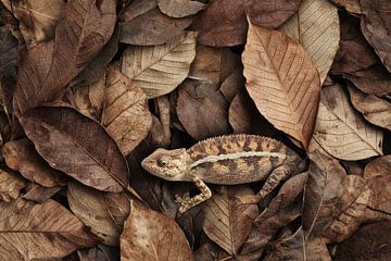 Caché parmi les feuilles