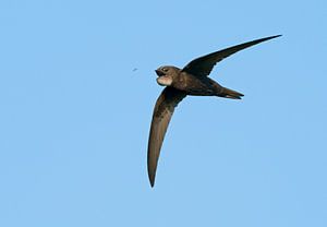 Mauersegler, Apus apus