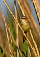 Singing Reed Warbler