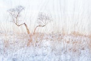 Bouleau solitaire en hiver