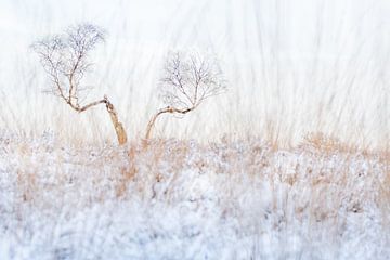 Solitaire berk in de winter van Danny Slijfer Natuurfotografie