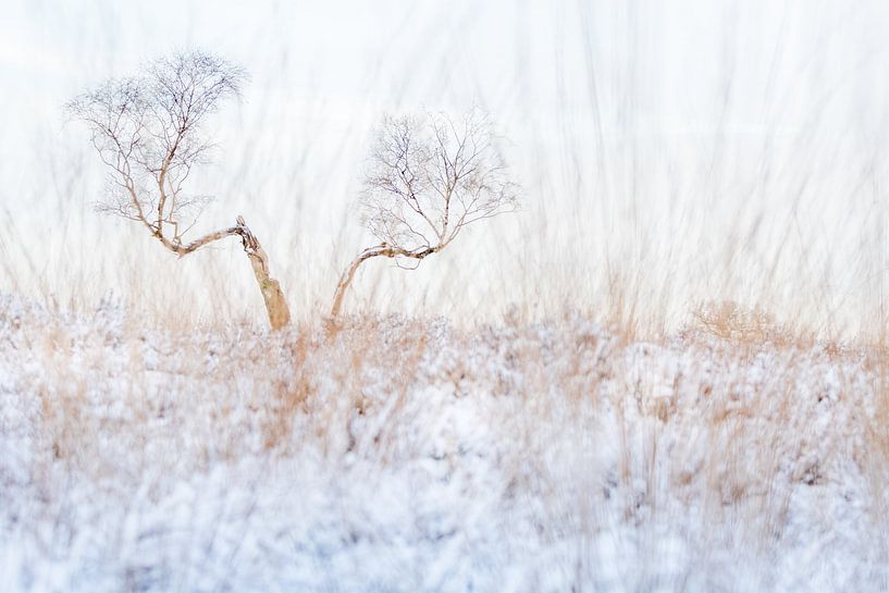 Solitary birch in winter by Danny Slijfer Natuurfotografie