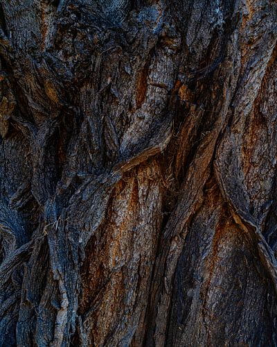 Trees and their bark