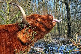 Schotse Hooglander. by Tilly Meijer