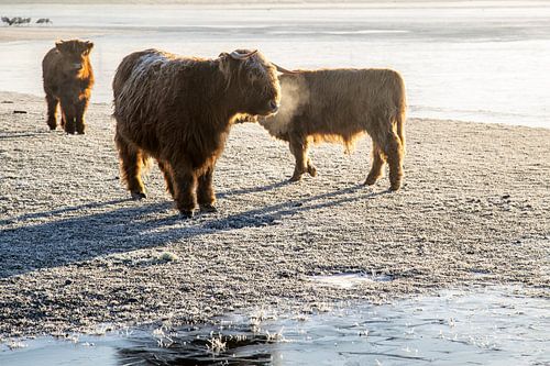 Les Highlanders écossais