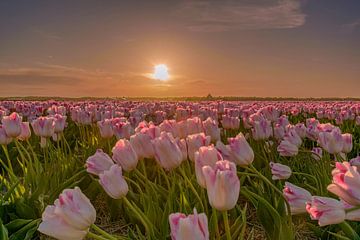 Coucher de soleil sur un champ de tulipes sur Alex Hoeksema