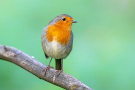 Robin (Erithacus rubecula) by Dirk Rüter
