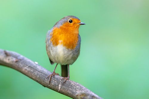 Robin (Erithacus rubecula)
