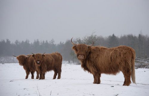 Schotse Hooglanders in de sneeuw...