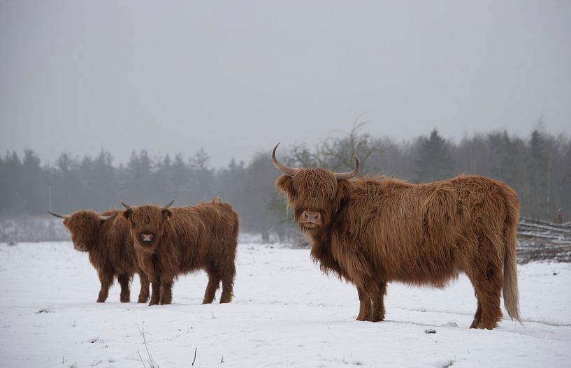 Les Highlanders écossais dans la neige par Ans Bastiaanssen
