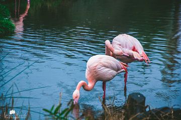Flamingo vogels van Pix-Art by Naomi.k