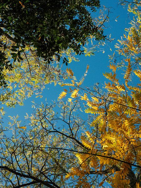 Autumn is a Feast for the Soul by Martijn Jebbink Photography